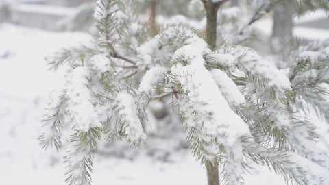 Fir tree in winter Stock Footage 96126623