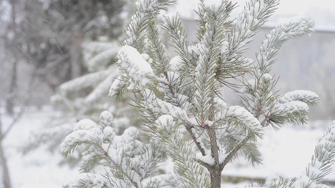Fir tree in winter Stock Footage 96126678