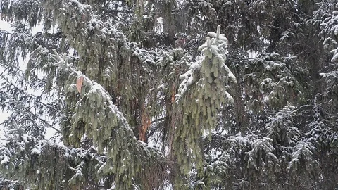 Fir tree in winter Stock Footage 96126824