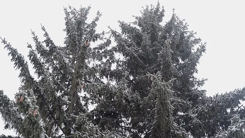 Fir tree in winter Stock Footage 96126826