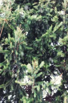 Fir Tree winter Stock-Fotos