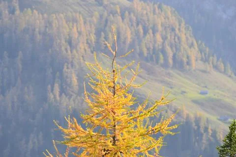 A fir tree with yellow needle cones on a mountain Stock Photos
