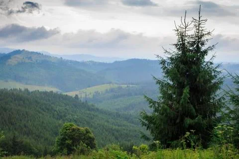Fir trees against the background of the green Carpathian Mountains Stock Photos