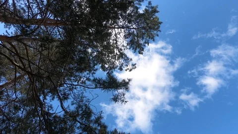 Fir trees against the sky Stock Footage 92031276