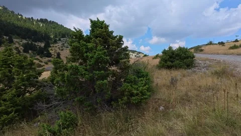 Fir trees along mountain road in alpine autumn landscape under cloud cover Stock Footage 327560417