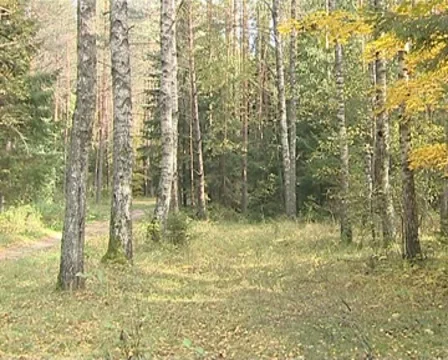 Fir trees and autumn colored birch trees near gravel road. Stock Footage 10358156