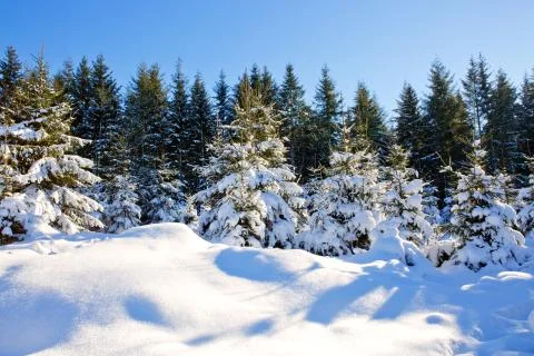 Fir trees and snow. Stock Photos
