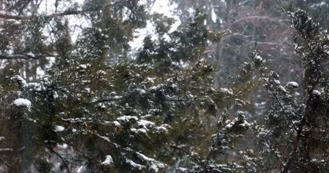 Fir trees and trees sway in the wind in the park during a heavy snowstorm. Stock Footage 171970356