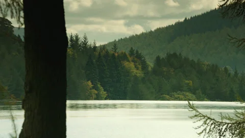 FIR TREES AROUND LAKE Stock Footage 141286843