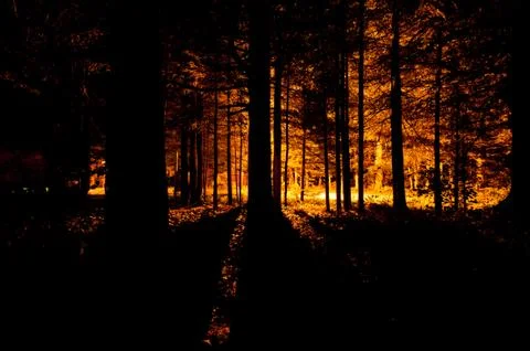 Fir trees back lit during the night Stock Photos