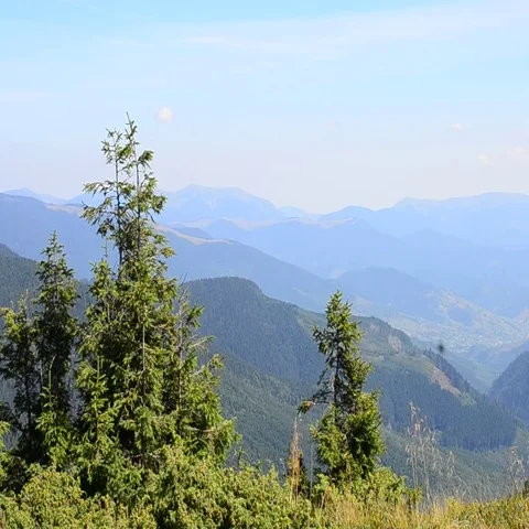 Fir trees on background of mountains Stock Footage 69440389