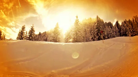 Fir trees backlightning Stock Footage 34457192