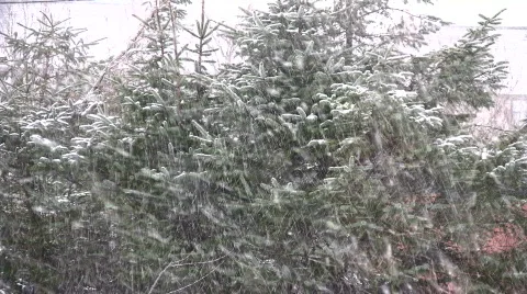 Fir trees in the blizzard Video stock 321221