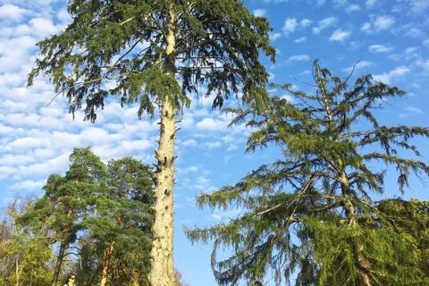 Fir trees on blue sky background. Forest closeup landmark view 스톡 사진