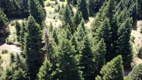 Fir trees in bright summer light rising above dry grass meadow with dirt trail 스톡 동영상 326354476