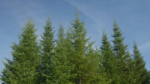 Fir trees bunch coniferous in blue sky Vídeo Stock 255462240