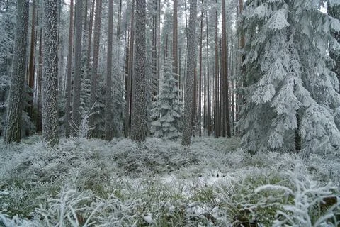 Fir trees in calm pine forest in frosty white haze of frozen forest in winter Stock-Fotos