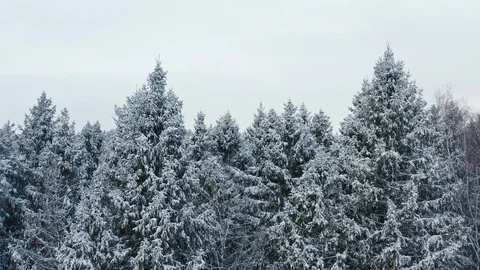 Fir trees covered by snow 스톡 동영상 116596491