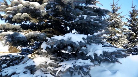 Fir trees covered with snow in the forest Snow is falling Winter 052 Stock Footage 119009993