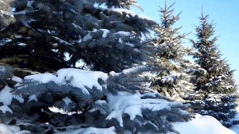 Fir trees covered with snow in the forest Snow is falling Winter 051 Stock Footage 119010022