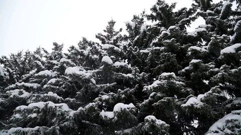 Fir trees covered with snow in the forest Snow is falling Winter 016 Stock Footage 119010045