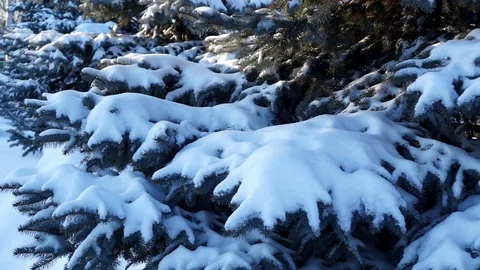 Fir trees covered with snow in the forest Snow is falling Winter 053 Vídeos de archivo 119010048