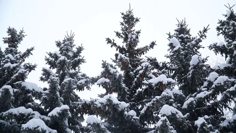 Fir trees covered with snow in the forest Snow is falling Winter 015 Stock Footage 119010056