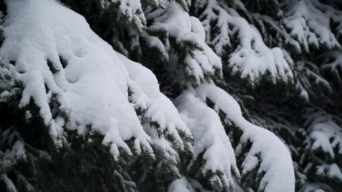 Fir trees covered with snow in the forest Snow is falling Winter 011 Stock Footage 119010074