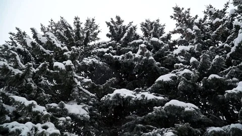 Fir trees covered with snow in the forest Snow is falling Winter 012 Stock Footage 119010089