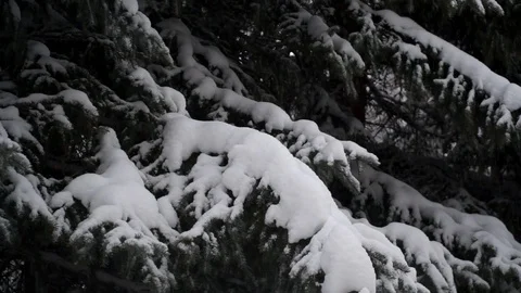 Fir trees covered with snow in the forest Snow is falling Winter 009 Stock Footage 119010110