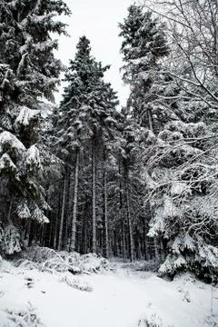 Fir trees covered with snow Stock Photos