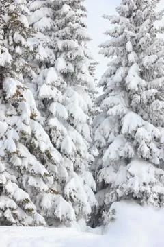 Fir trees covered with snow on a winter mountain Stock Photos