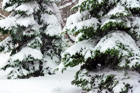 Fir-trees covered with a thick layer of snow-white fluffy snow Fotos Stock