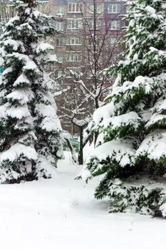 Fir-trees covered with a thick layer of snow-white fluffy snow Stock Photos