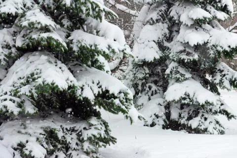 Fir-trees covered with a thick layer of snow-white fluffy snow 스톡 사진