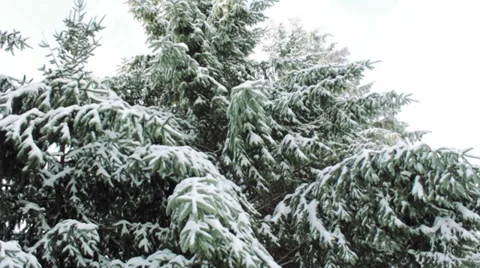 Fir trees Stock Footage 33720122