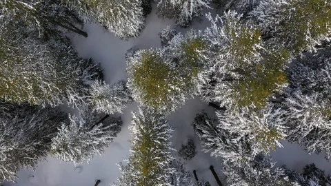 Fir trees Stock Footage 104545840