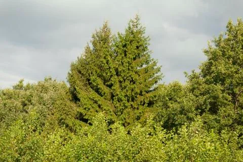 Fir trees in the forest Stock Photos