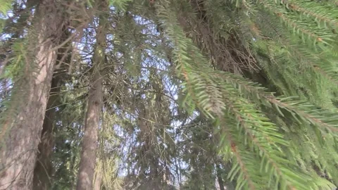 Fir trees in the forest in winter close up. Nature Video stock 173462890