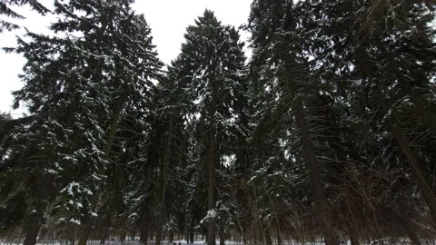 Fir trees in the forest in winter. Nature 4K Video stock 172531181