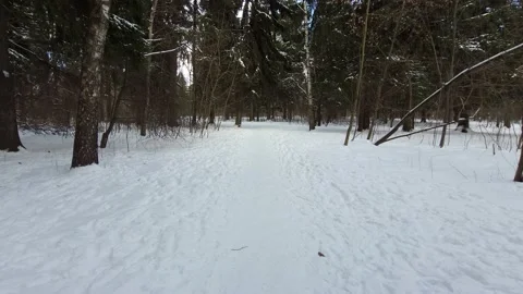 Fir trees in the forest in winter. Nature 4K Stock-Footage 172587814