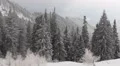 Fir Trees Frozen Forest Mountain Snow Covered Cloudy Mist Day Hoarfrost Branches HD Footage