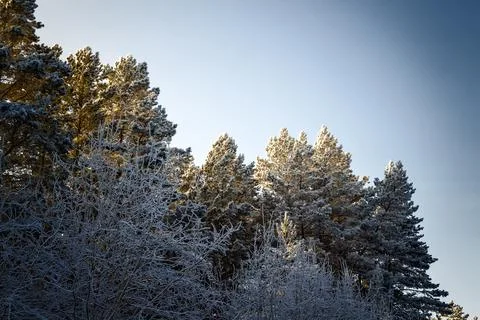 Fir trees in hoarfrost Stock Photos
