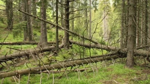 Fir trees knocked down by the storm Stock Footage 141105865