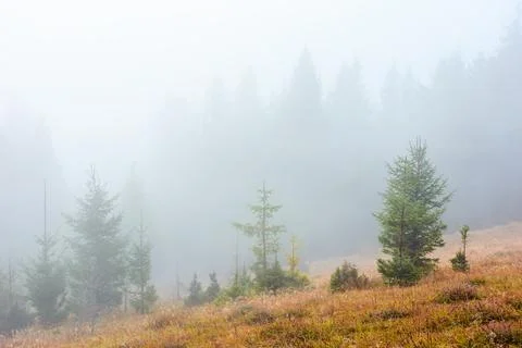 Fir trees on a meadow down the will to coniferous forest in foggy mountains.. Stock Photos