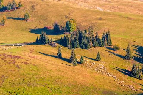 Fir trees on a meadow down the will to coniferous forest in mountains of Ro.. Stock Photos