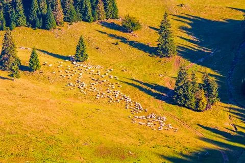 Fir trees on a meadow down the will to coniferous forest in mountains of Ro.. Stock Photos