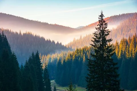 Fir trees on a meadow down the will to coniferous forest in foggy mountains.. Stock Photos