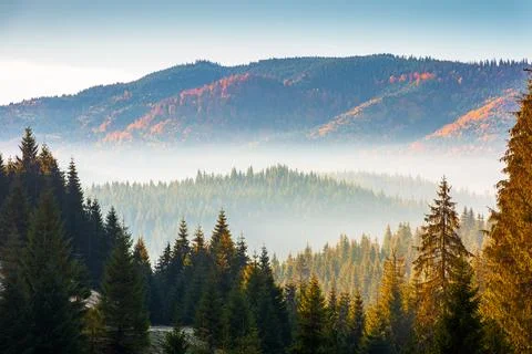 Fir trees on a meadow down the will to coniferous forest in foggy mountains.. Stock Photos