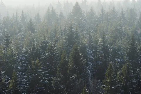 Fir trees in misty forest in winter. Woods background Stock Photos